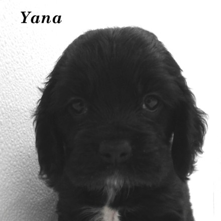 puppy, for, sale, Cocker Spaniel, Joe & Cherri  Overlease, dog, breeder, Miller, MO, dog-breeder, puppy-for-sale, forsale, nearby, find, puppyfind, locator, puppylocator, aca